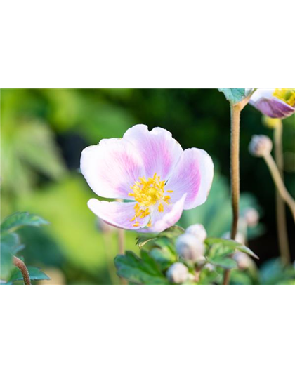 PFLANZE DES MONATS AUGUST: HERBSTANEMONE