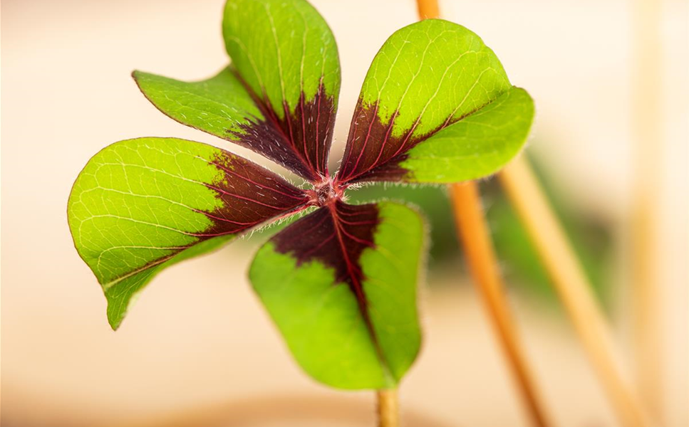 Herzlich Willkommen! - in der Gärtnerei Schliebener