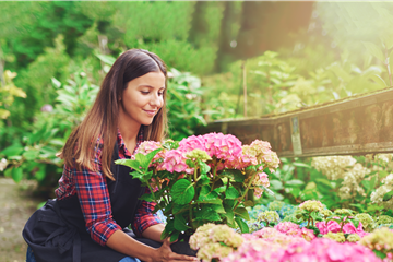 DIE SCHöNSTEN HORTENSIEN & BEGLEITER.