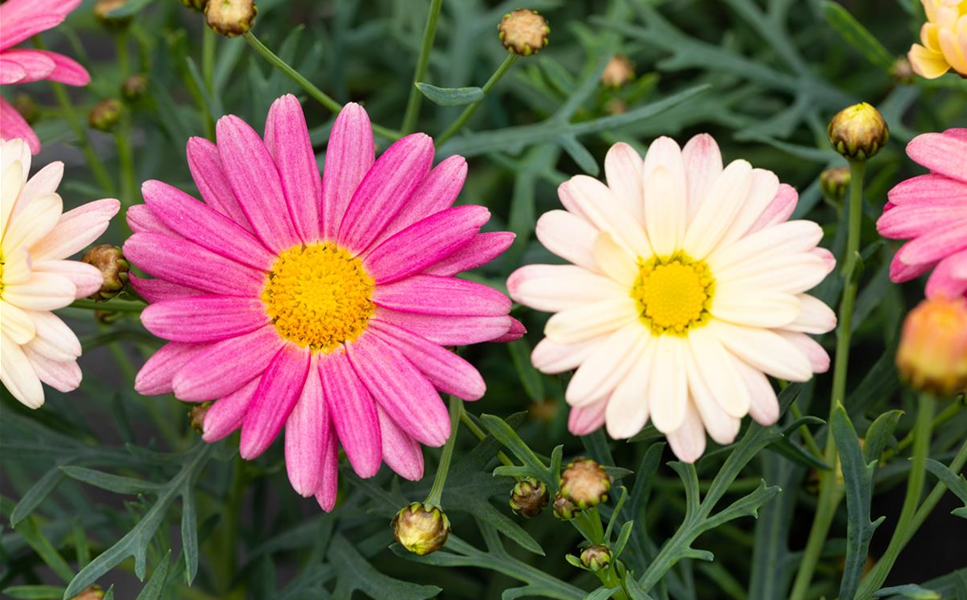 Balkon & Terrasse - DIE SCHöNSTEN BLüTEN UND BLäTTER! Balkon & Terrasse - DIE SCHöNSTEN BLüTEN UND BLäTTER!