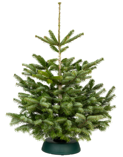 Nordmann-Weihnachtsbaum Premium 100/125