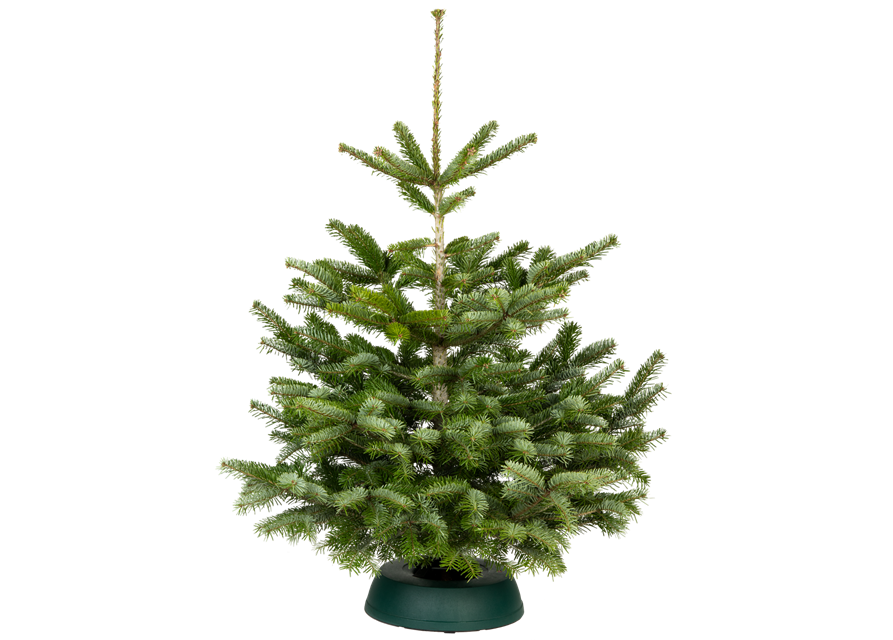 Nordmann-Weihnachtsbaum Premium 100/125