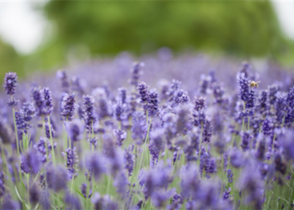 PFLANZE DES MONATS JUNI: LAVENDEL