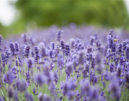LAVENDEL
