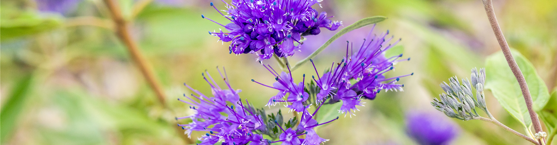 Caryopteris clandonensis 'Heavenly Blue'
