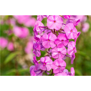 POLSTERPHLOX