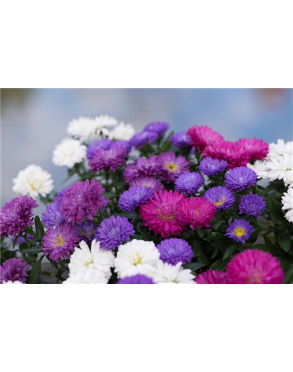 ASTER