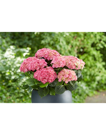 Hortensie