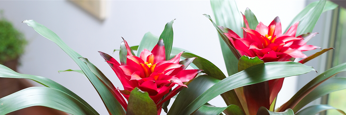 GUZMANIA - HYBRIDE
