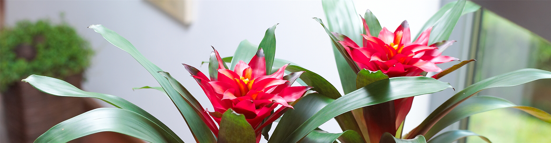 GUZMANIA - HYBRIDE