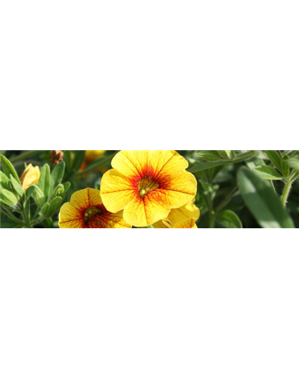 PFLANZE DES MONATS MAI: ZAUBERGLÖCKCHEN