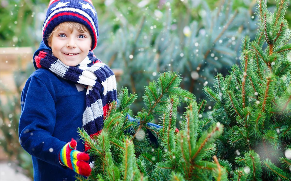 Schliebener`s Weihnachtsbaum-Verkauf - Traditioneller Weihnachtsbaumverkauf - verschiedene Größen in bester Qualität