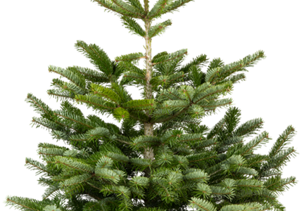 Nordmann-Weihnachtsbaum Premium 100/125