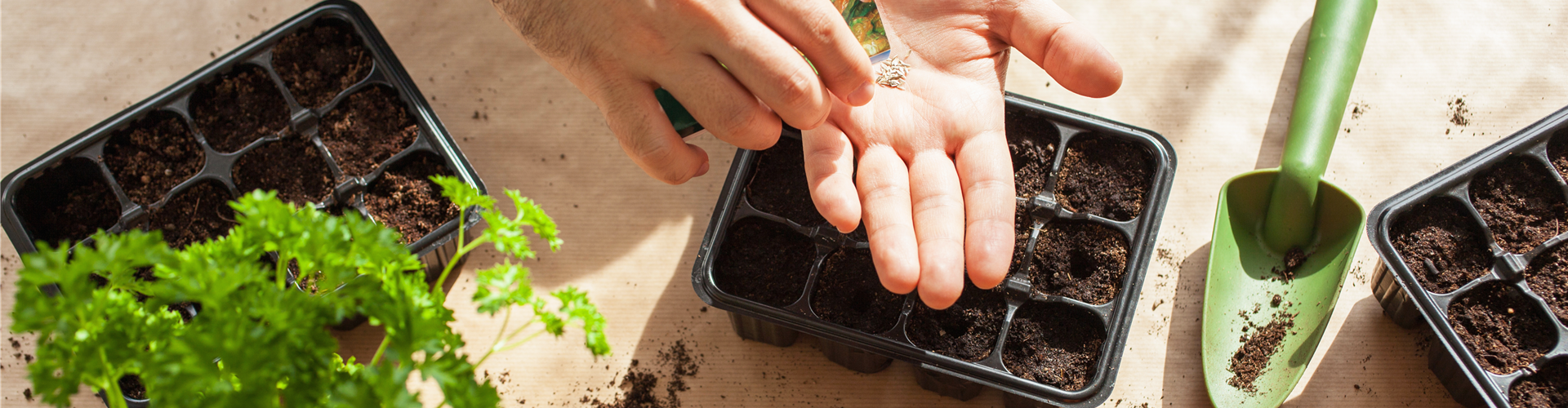 AUSSAAT, DIE AUFGEHT!