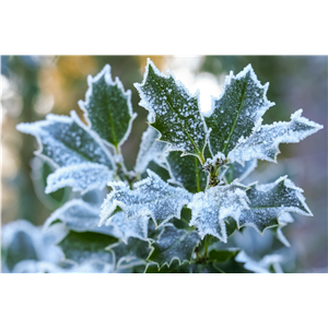 Pflanze des Monats Dezember: Stechpalme