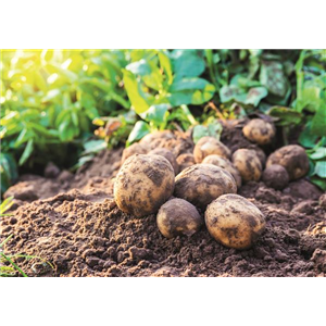 WIE GEHT... OMA'S SUPERFOOD?