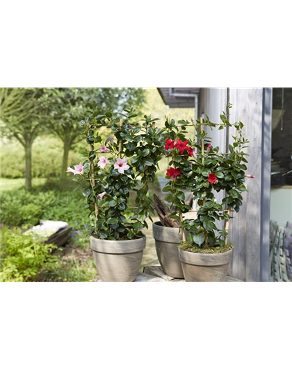 PFLANZE DES MONATS APRIL: DIPLADENIE