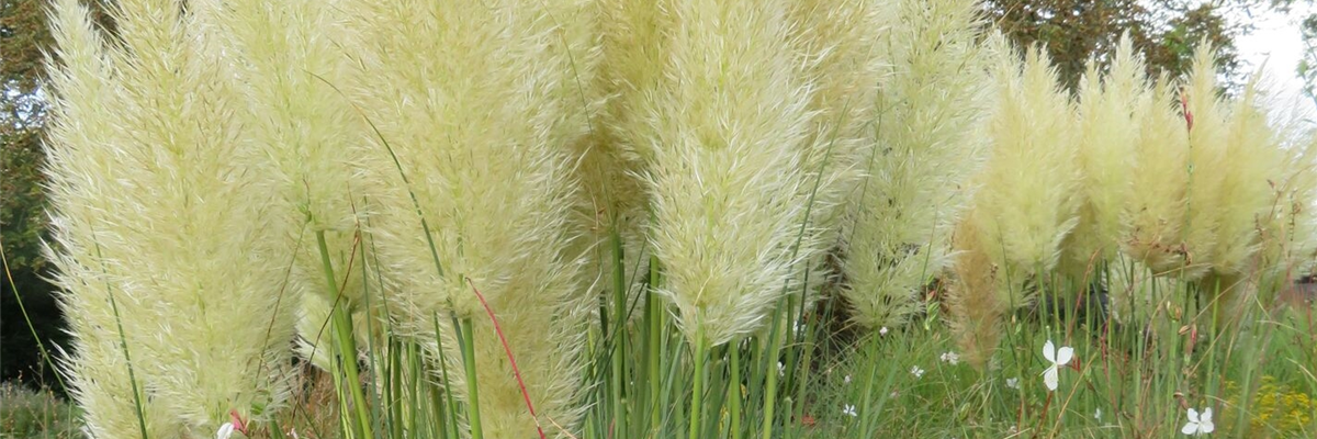 Pool_SAGAFLOR allgemein_Datei_Cortaderia sel. Pumila_2_Art-Nr_18909112_EAN_4029395083425-0-0-1426-1426