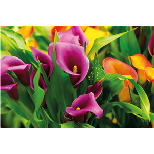 Calla