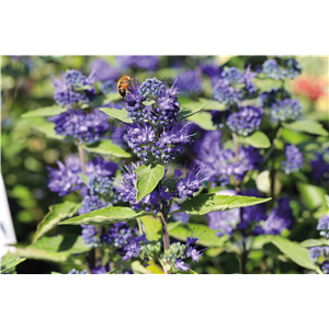 PFLANZE DES MONATS AUGUST: BARTBLUME