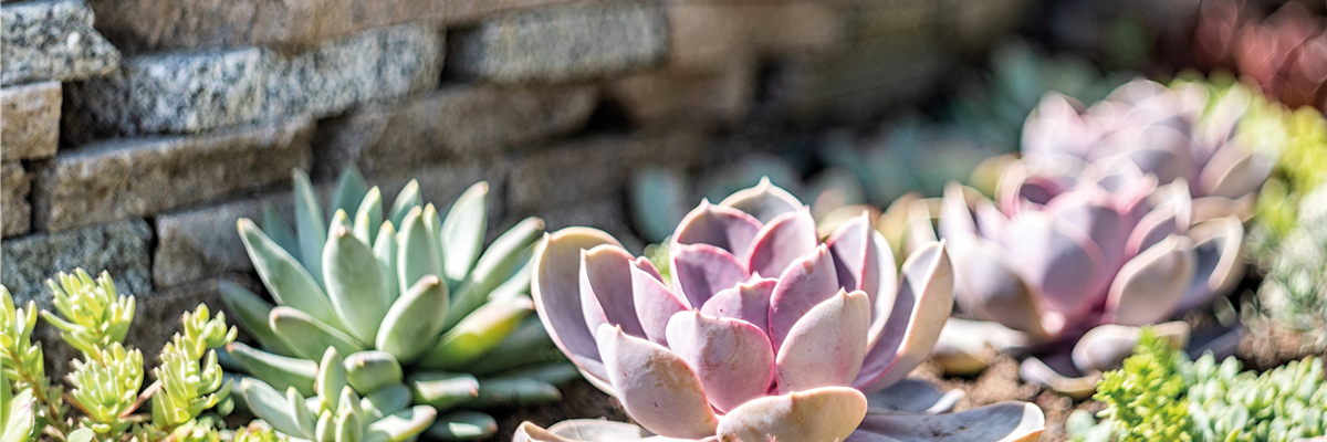 AdobeStock_272627254-0-1015-5412-3045