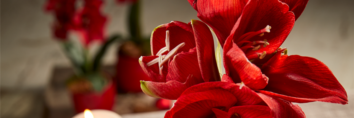 AMARYLLIS AMARYLLIS