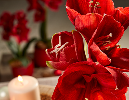 AMARYLLIS