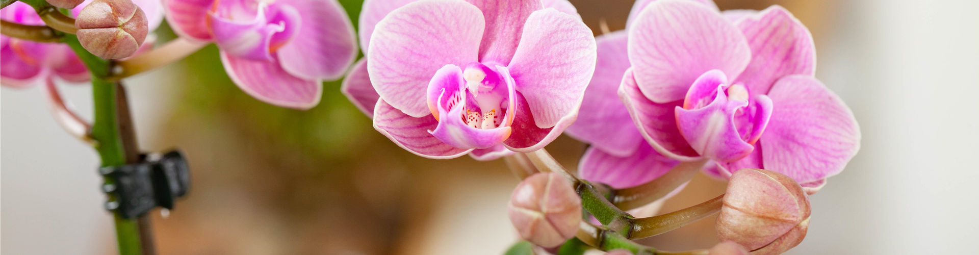 Phalaenopsis 