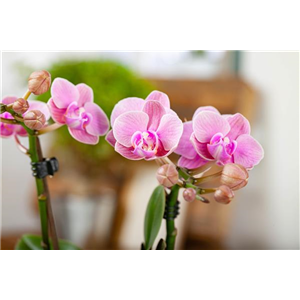 Phalaenopsis 