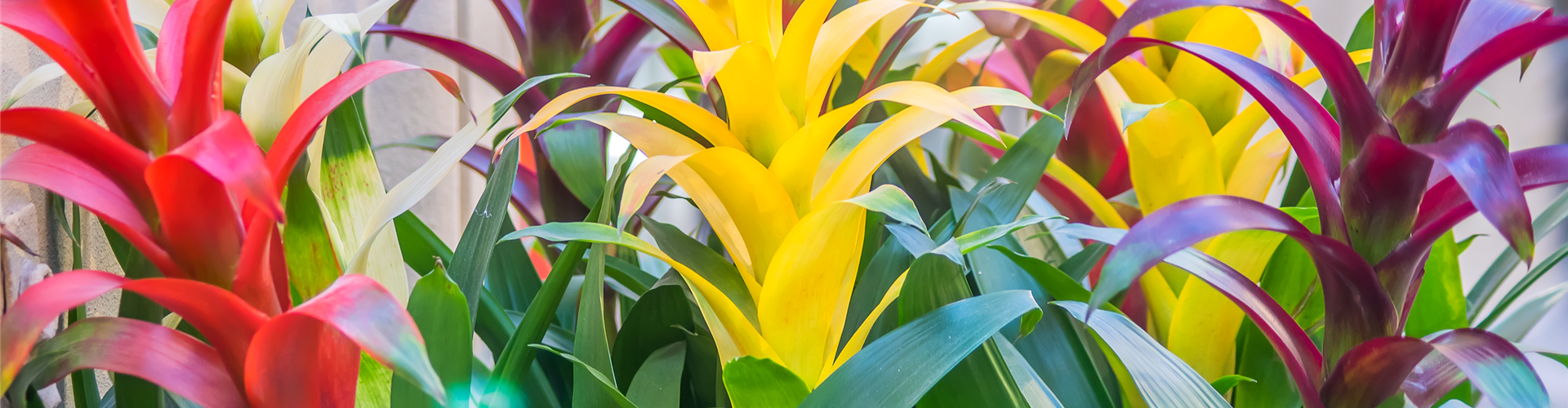 GUZMANIA - HYBRIDE