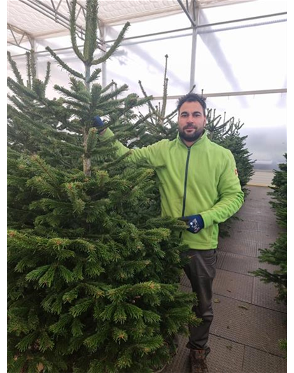 Nordmann-Weihnachtsbaum Extra 175/200