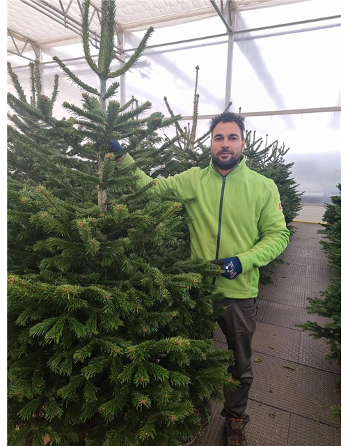 Nordmann-Weihnachtsbaum Extra 175/200