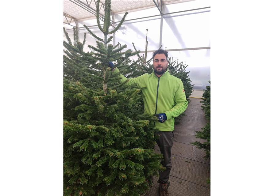 Nordmann-Weihnachtsbaum Extra 175/200