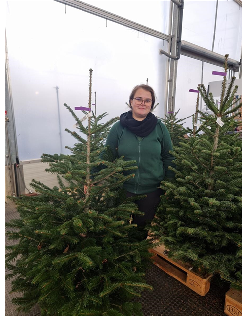 Nordmann-Weihnachtsbaum Premium 100/150