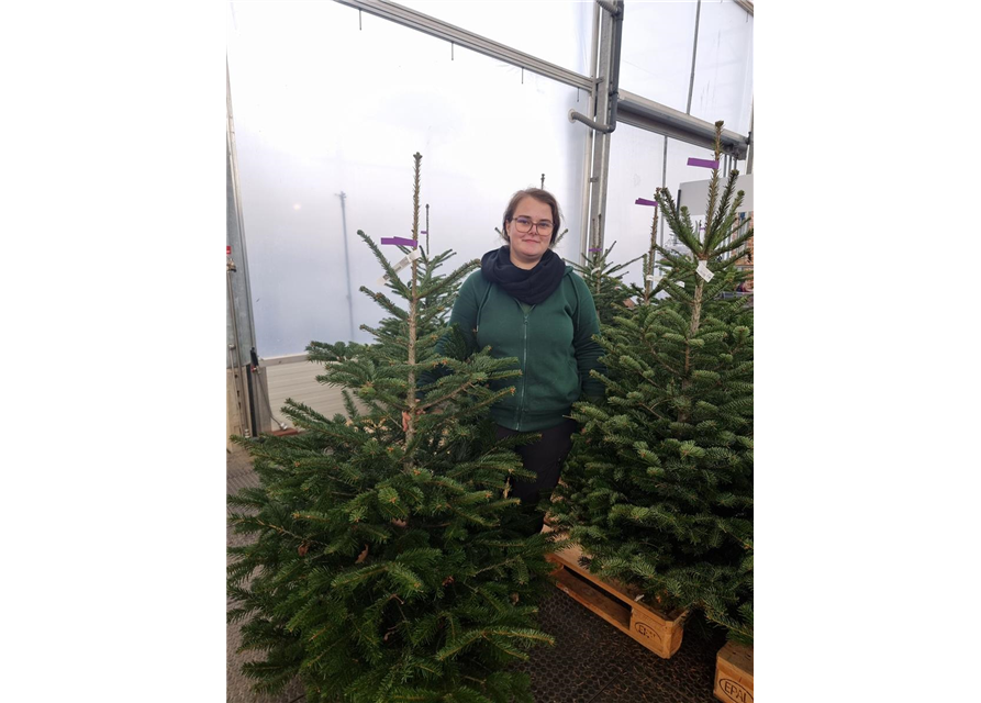 Nordmann-Weihnachtsbaum Premium 100/150