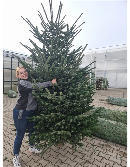 Weihnachtsbaum geschlagen Premium