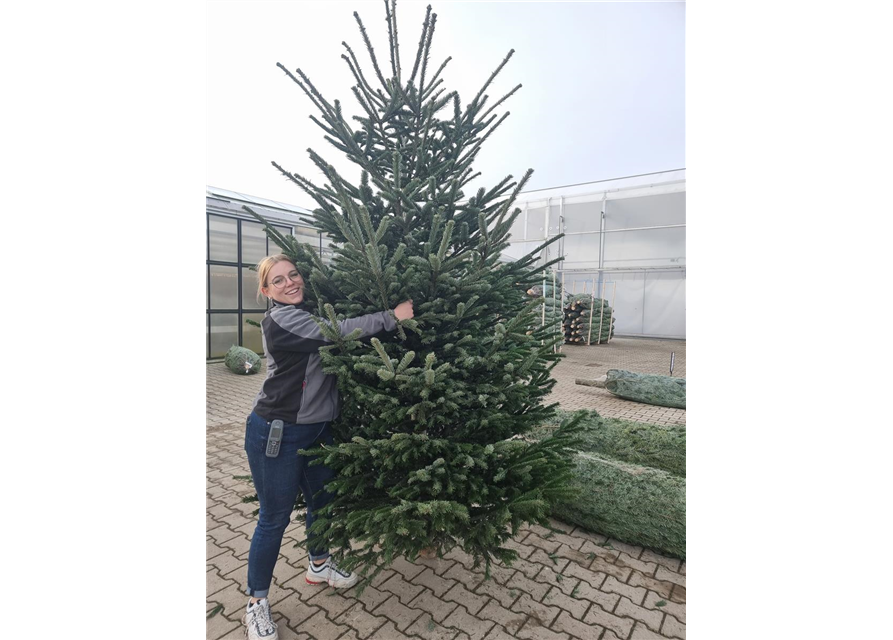 Weihnachtsbaum geschlagen Premium