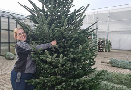 Nordmann-Weihnachtsbaum Premium 250/300