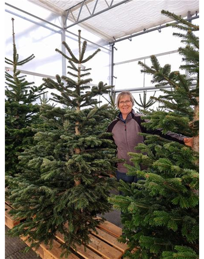 Weihnachtsbaum geschlagen Premium 200/250