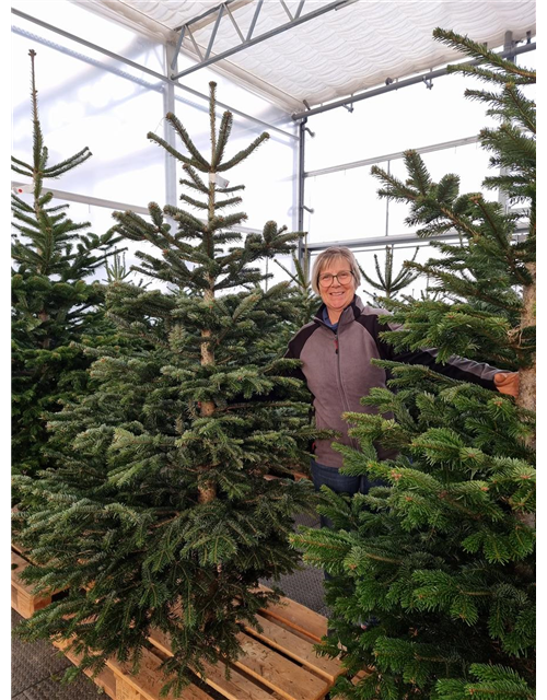 Weihnachtsbaum geschlagen Premium 200/250