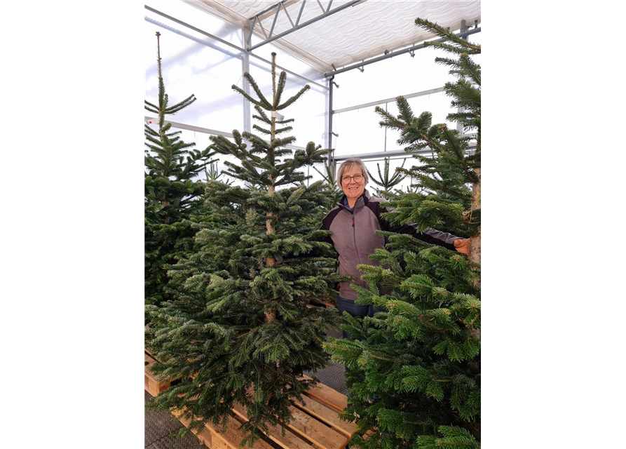 Weihnachtsbaum geschlagen Premium 200/250