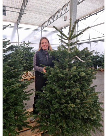 Weihnachtsbaum geschlagen Premium 175/200cm