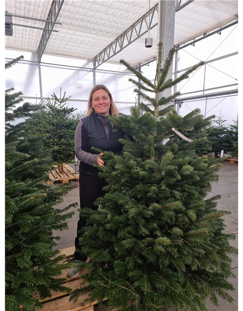 Weihnachtsbaum geschlagen Premium 175/200cm