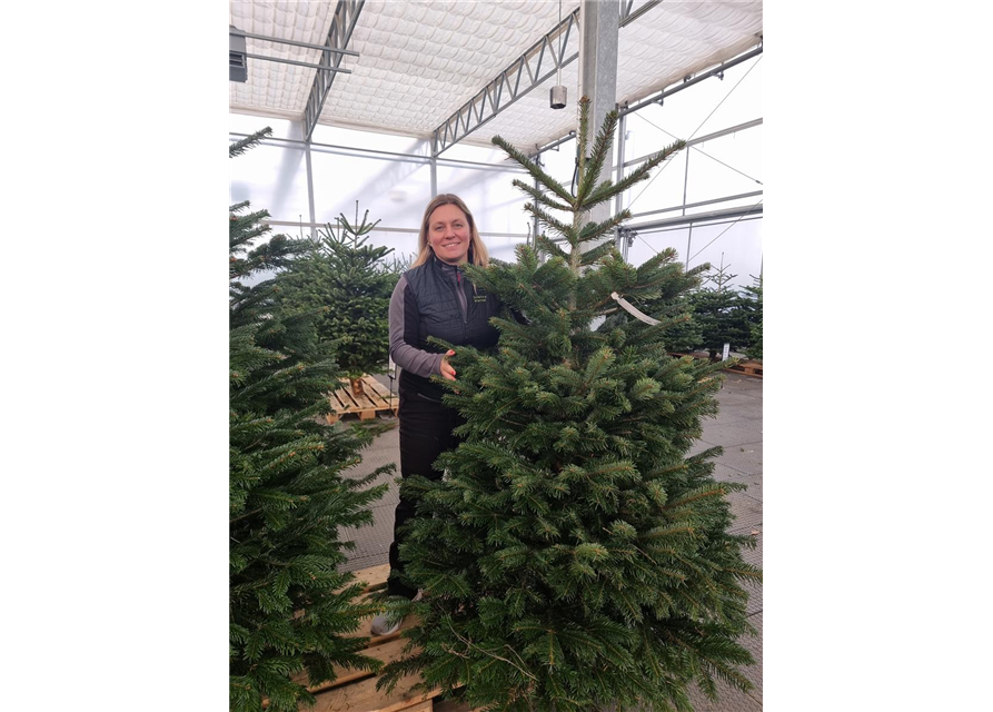 Weihnachtsbaum geschlagen Premium 175/200cm