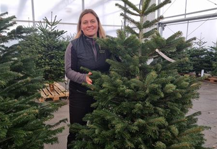 Nordmann-Weihnachtsbaum Premium 150/175