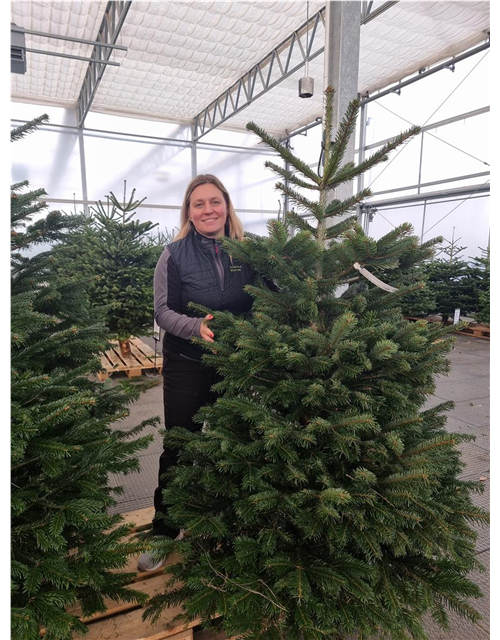 Nordmann-Weihnachtsbaum Premium 150/175