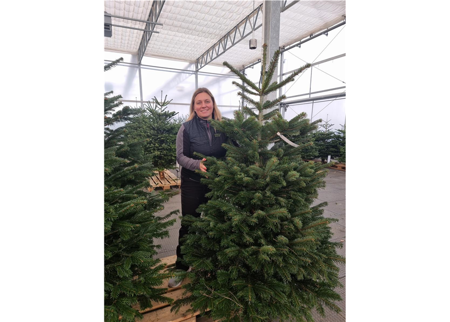 Nordmann-Weihnachtsbaum Premium 150/175