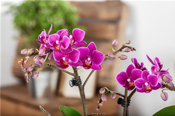 Pflanze des Monats Januar: Orchidee