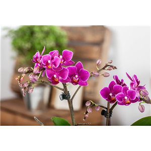 Pflanze des Monats Januar: Orchidee