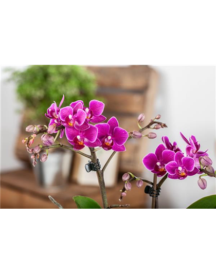 Pflanze des Monats Januar: Orchidee